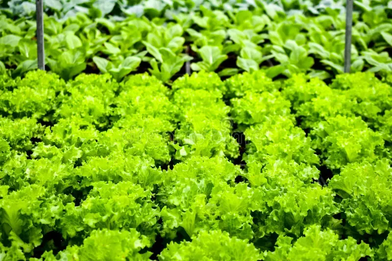 EvergreenBrookHaven